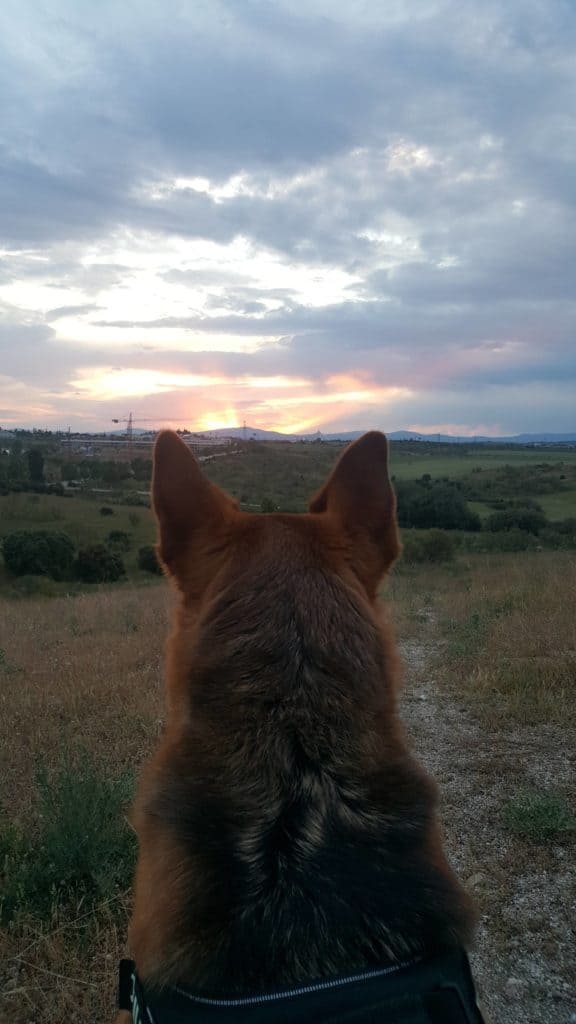 Viajar al extranjero con mascota