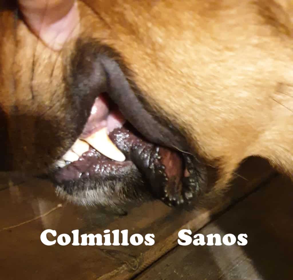 Colmillos sanos de perro